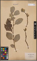 Foto von Salix caprea L.